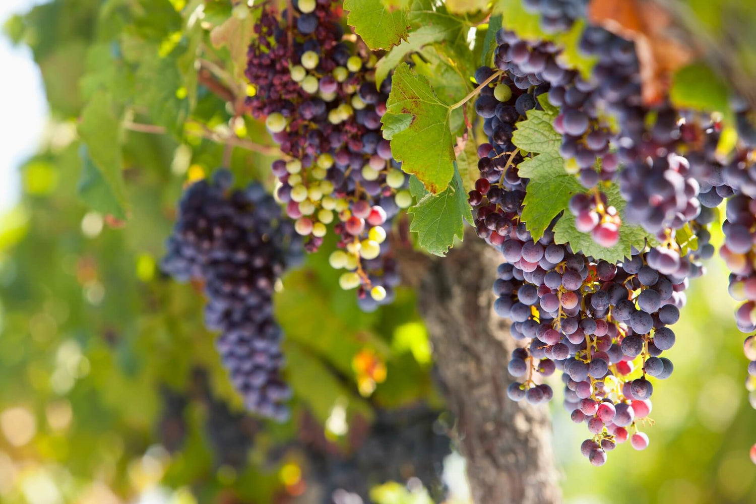 Wine