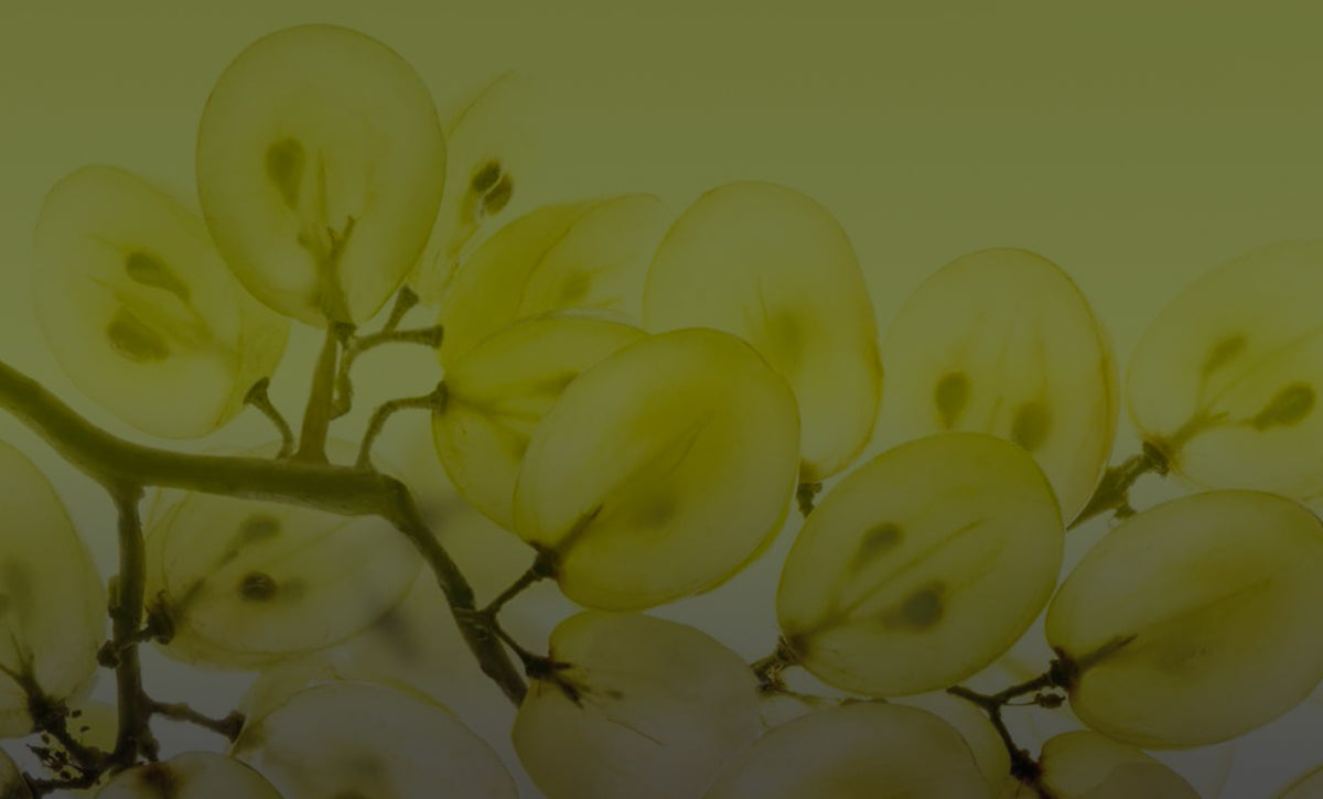 Close-up of a branch with light yellow flowers on a gradient background