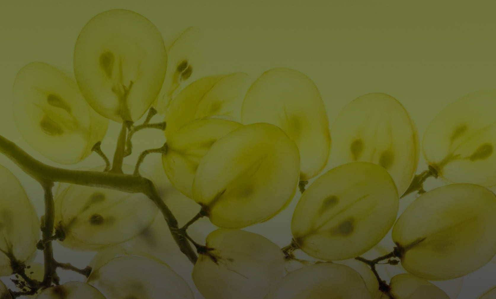 Close-up of a branch with light yellow flowers on a gradient background